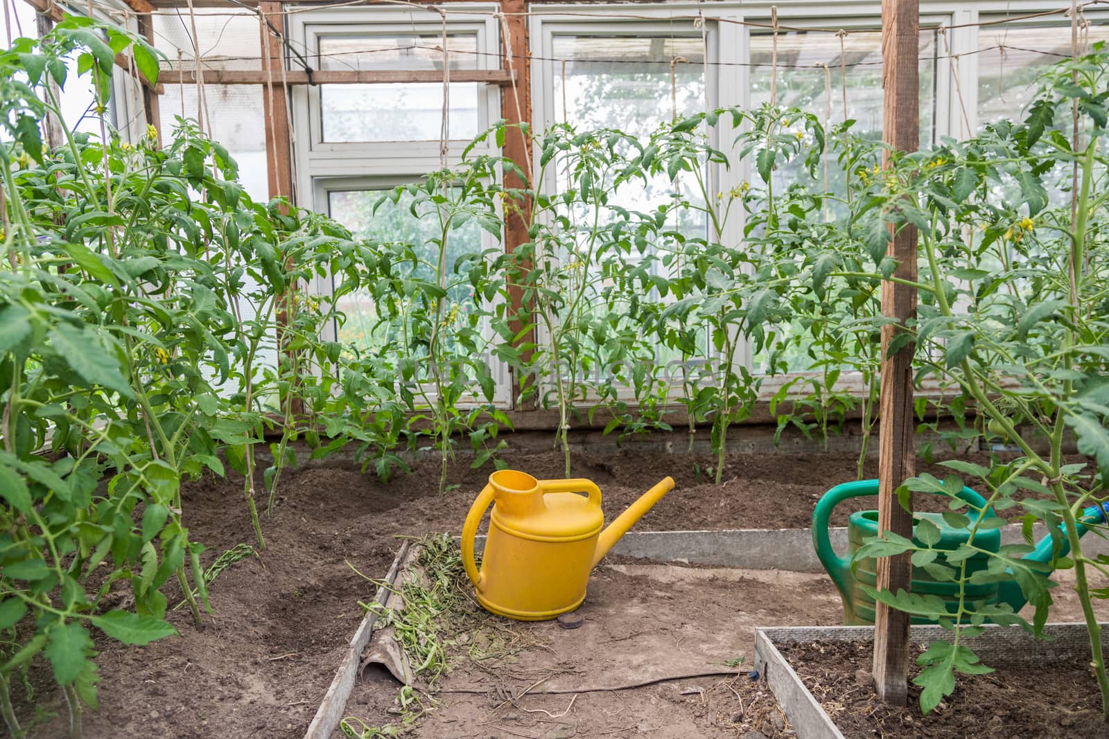 Yellow watering can in a greenhouse with tomato seedlings by galinasharapova