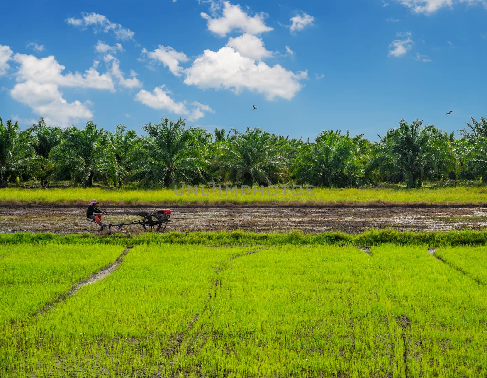 Rice field, Agriculture, paddy, with white cloud and blue sky