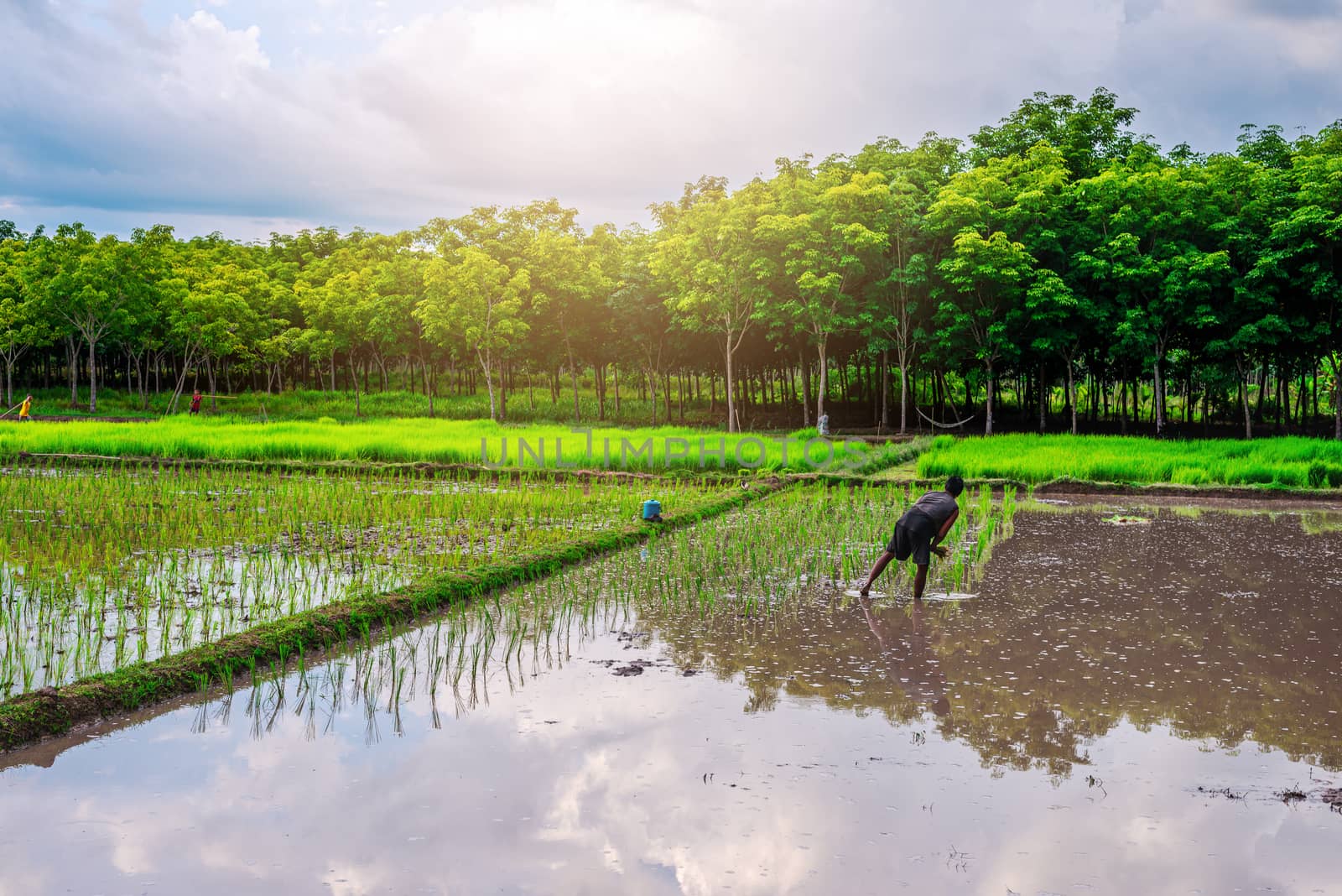 Rice field, Agriculture, paddy, with farmer and sky and cloud rain in evening light