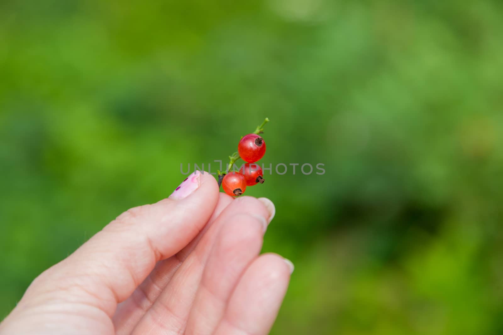 Female hands holding handful of ripe juicy red currant berries by galinasharapova