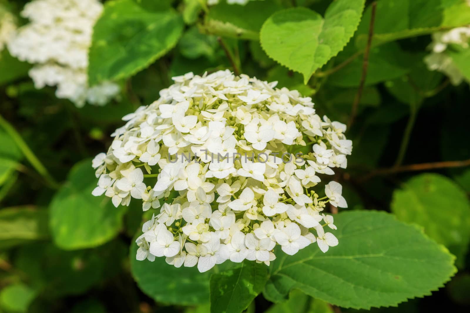 White beautiful hydrangeas on a green background. by galinasharapova