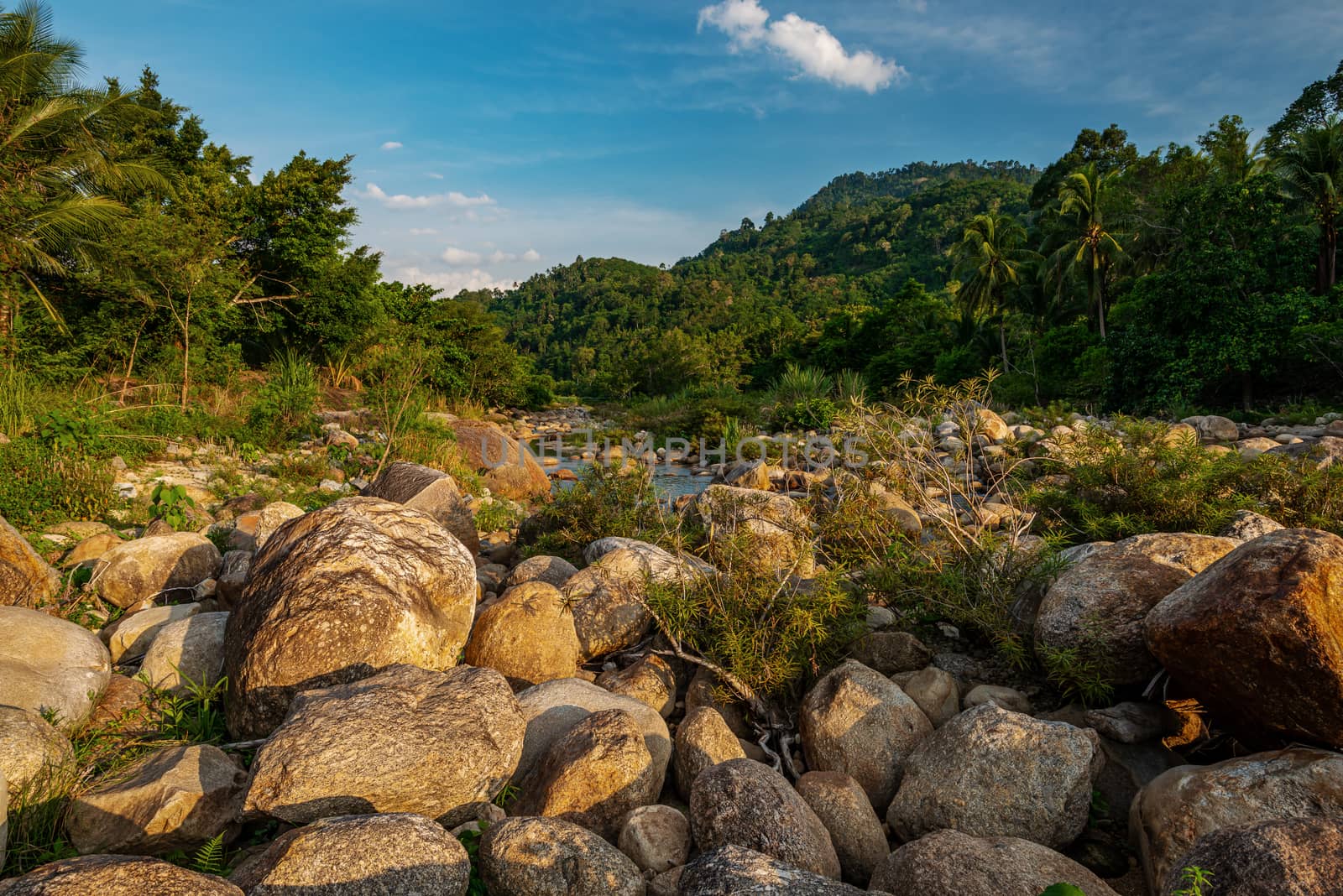 River stone and tree colorful, View water river tree in forest by Suwanmanee