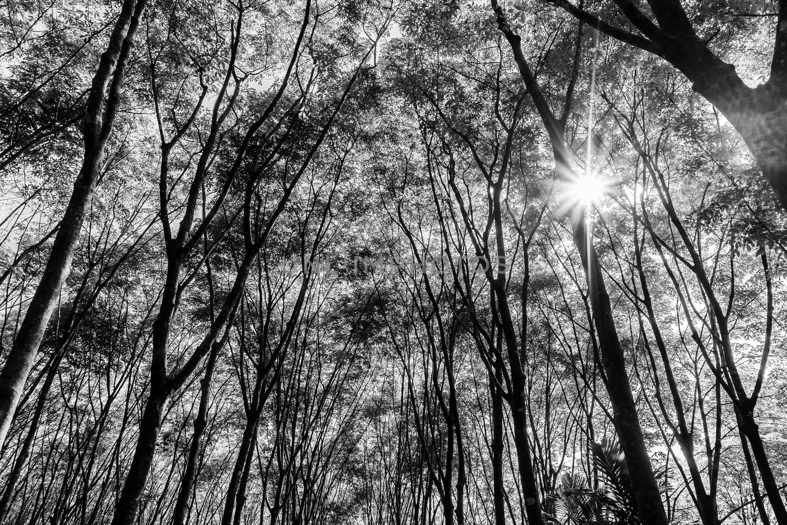 Latex rubber plantation or para rubber tree or tree rubber with leaves branch and sunbeam in southern Thailand, Black and white and monochrome style
