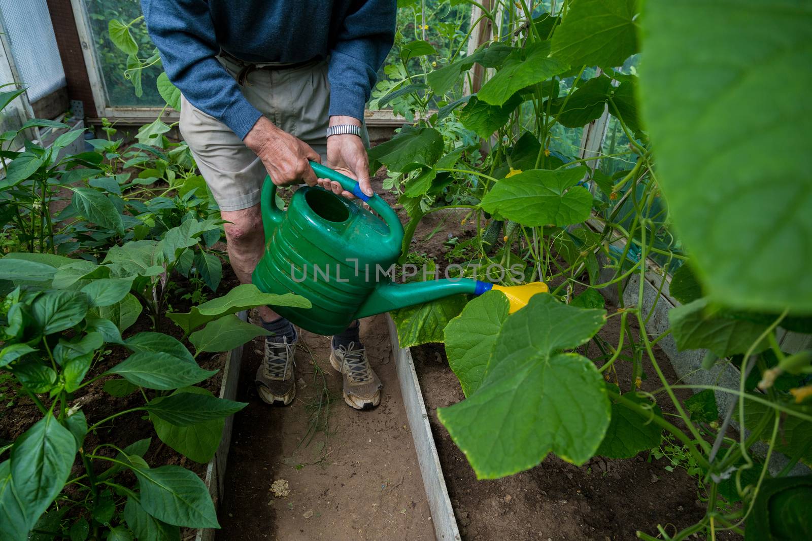 an elderly male gardener treats tomatoes with fertilizer against blackening and powdery mildew