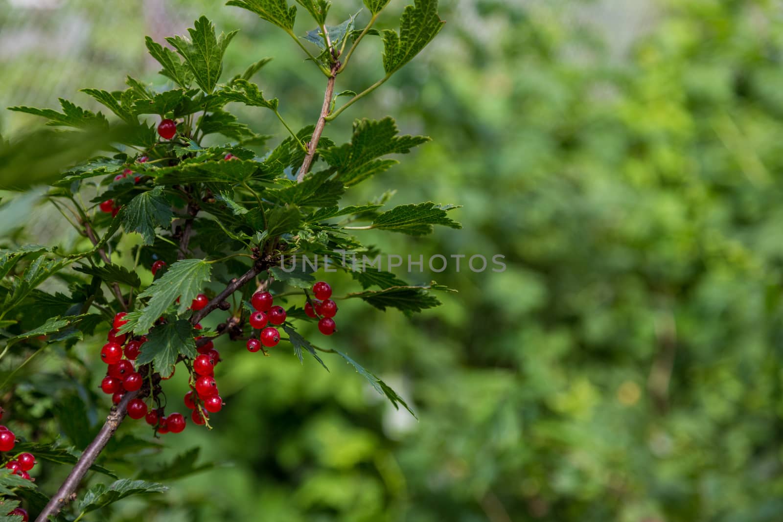 Bush of red currant berries growing in the garden, close up by galinasharapova