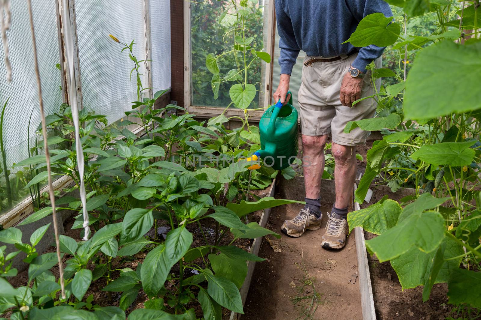 Active Older man watering plants in greenhouse