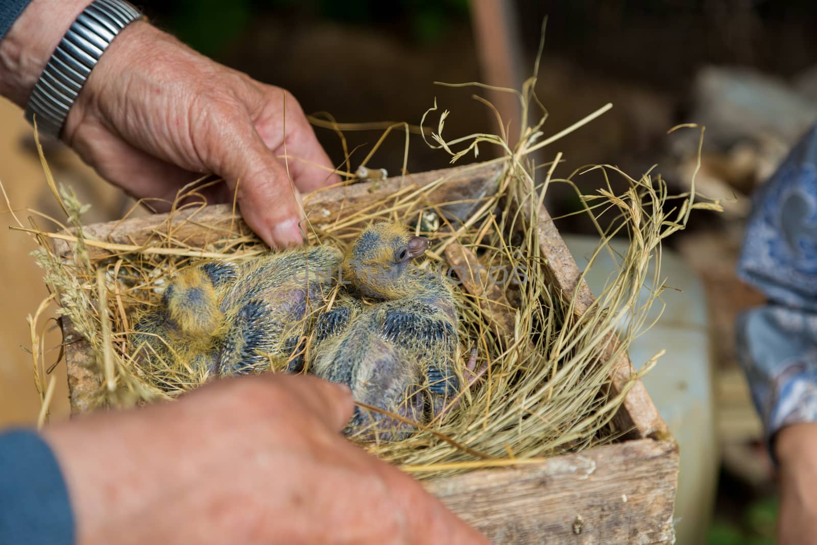 pigeon chicks in a wooden box with hay in the hands of a pigeon breeder. by galinasharapova