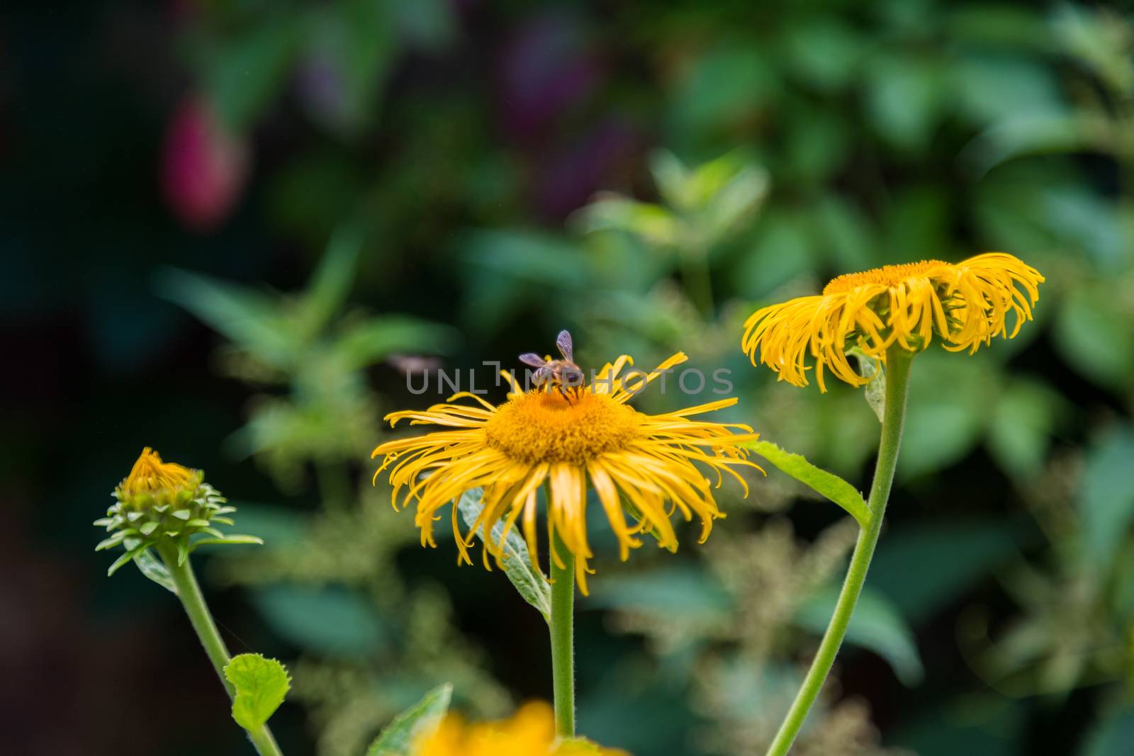 A Bee on bright yellow garden flower by galinasharapova