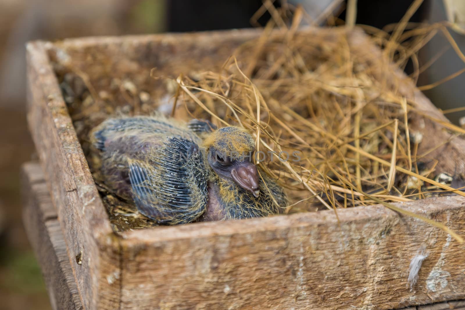 pigeon chicks in a wooden box with hay in the hands of a pigeon breeder. by galinasharapova