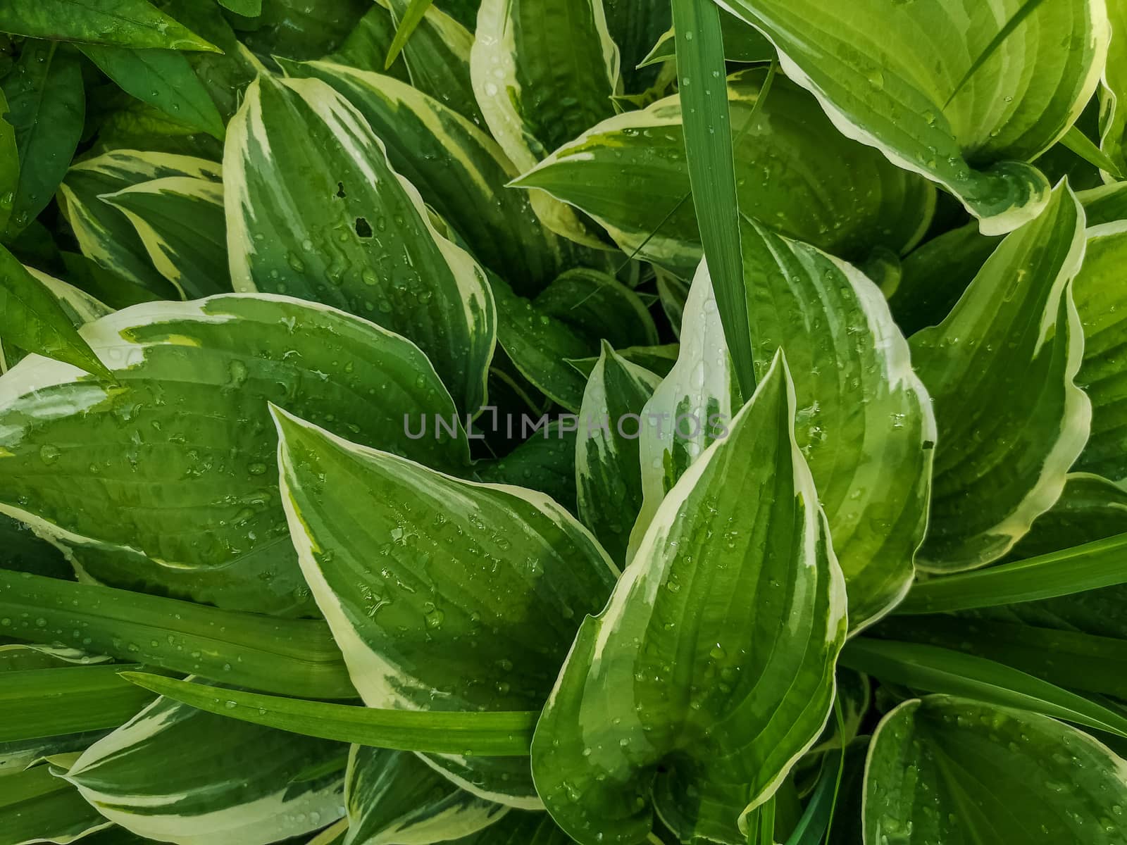 variegated green leaves of hosts with white stripes as background.texture natural background of plant leaves.Tropical concept, green background. Plant host after the rain, drops of water on large