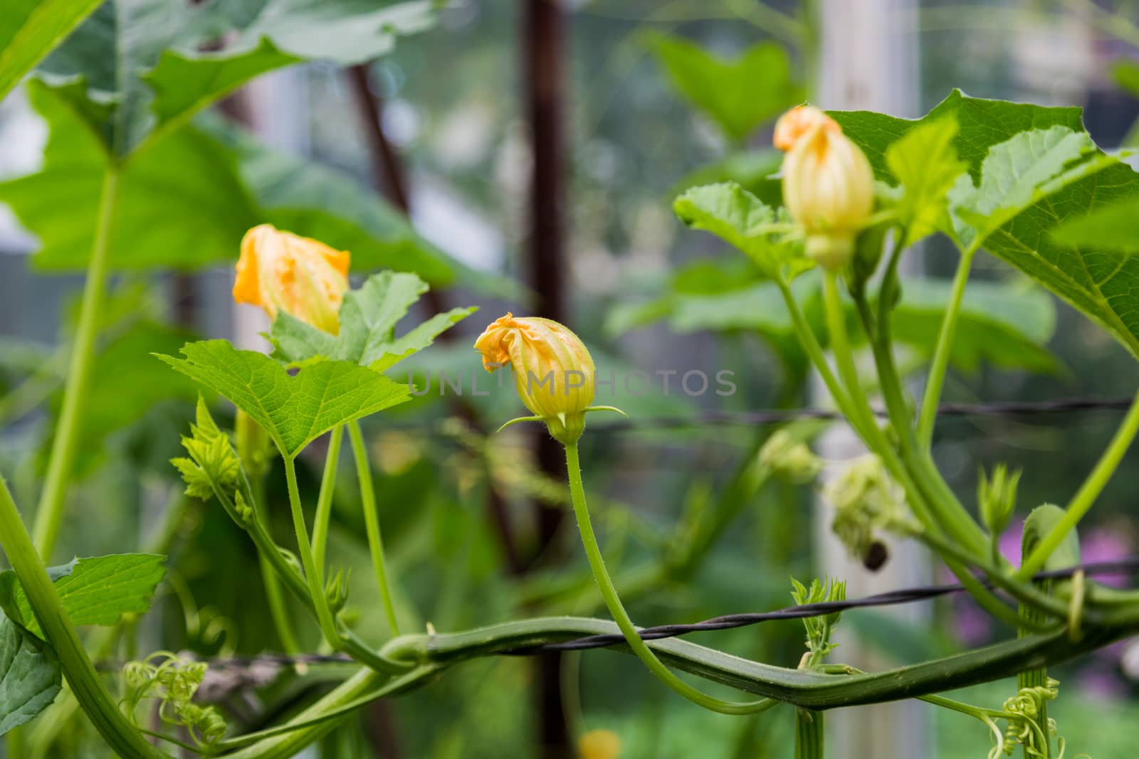 Young pumpkin in the garden. Yellow pumpkin flower. by galinasharapova