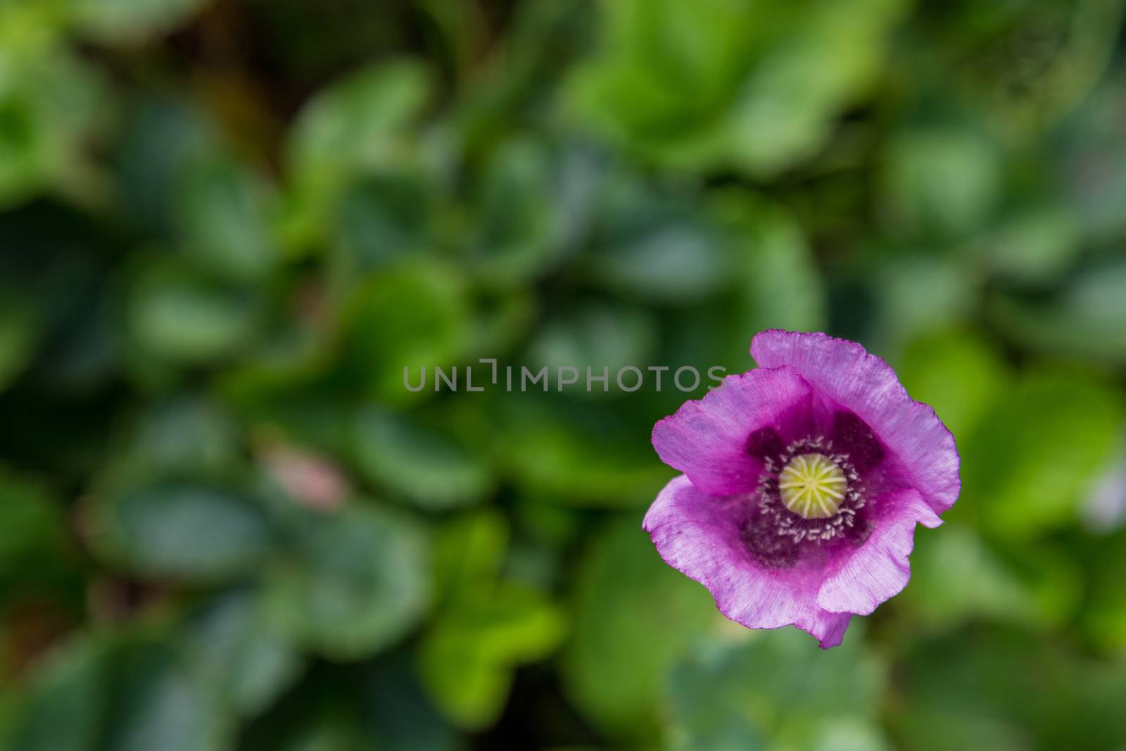 Close up of one purple poppy flower and one small bloom in a British cottage style garden in a sunny summer day, beautiful outdoor.