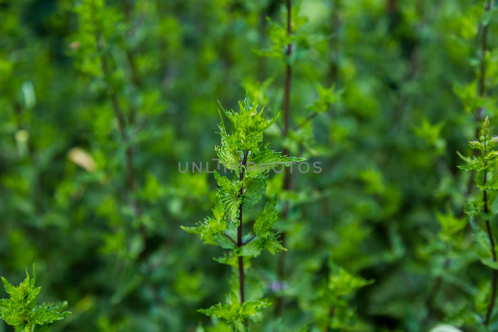 Green leafy mint background. Peppermint - grows in the garden on a flower bed, used in cooking. To grow a fragrant plant. Natural.