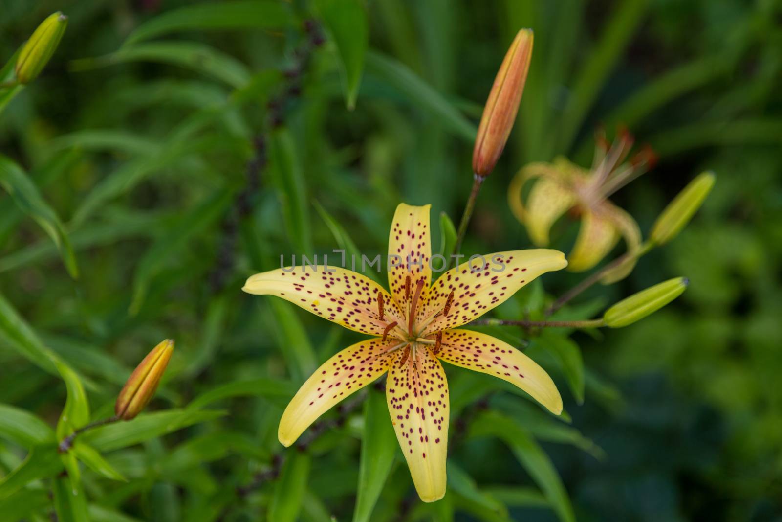 Yellow garden Lily on a natural background