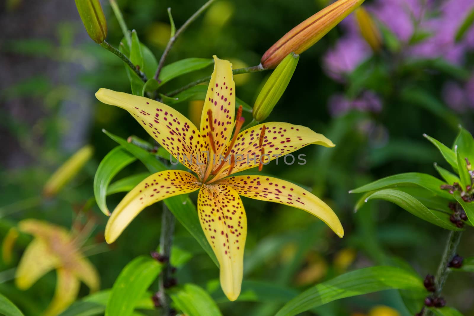 Yellow garden Lily on a natural background. by galinasharapova