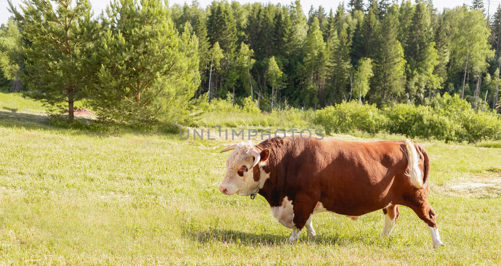 bull. Symbol of 2021. Zodiac sign Taurus. banner. big bull with a ring in its nose, stood majestically in a lush summer meadow, a milk bull grazing in a green meadow. Landscape. Eastern horoscope by Pirlik