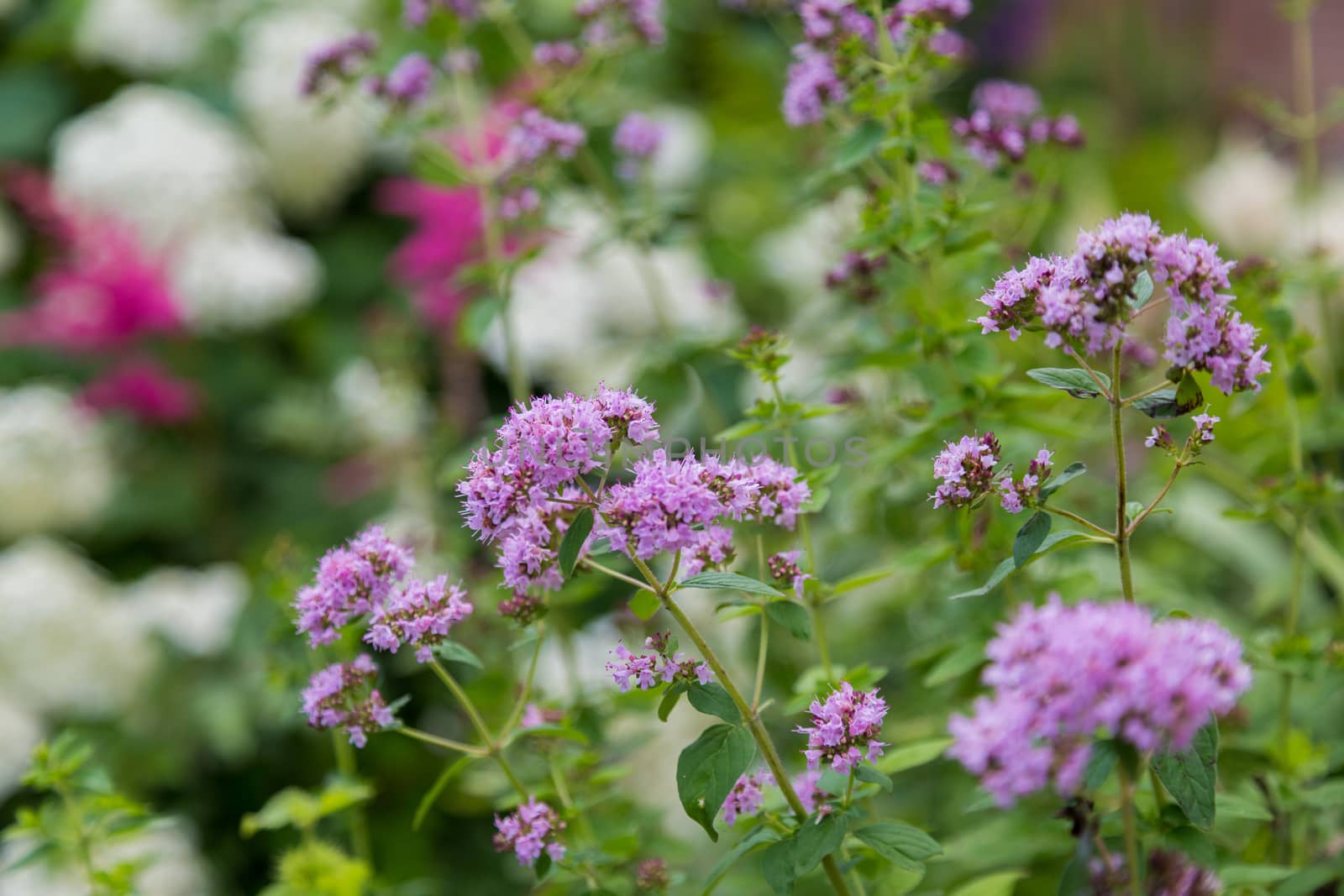 Purple Verbena tiny flowers in the garden by galinasharapova