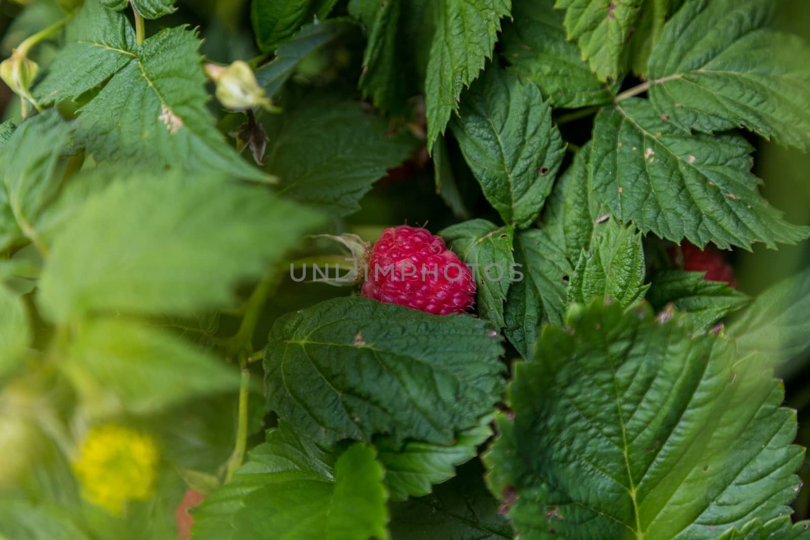 Ripe raspberry in the fruit garden. Raspberry bushes by galinasharapova