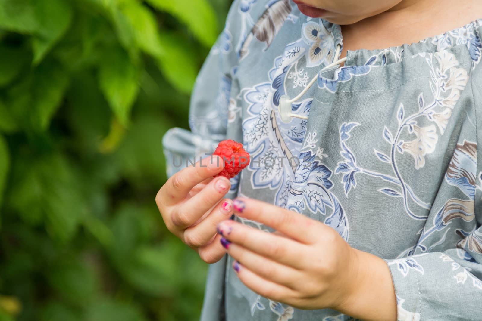 little girl picks fresh raspberries from a bush . by galinasharapova