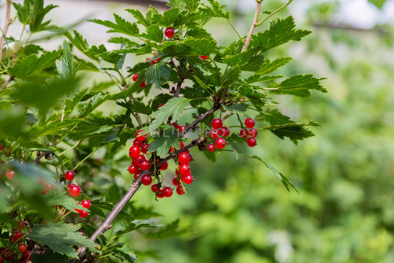 Bush of red currant berries growing in the garden, close up by galinasharapova