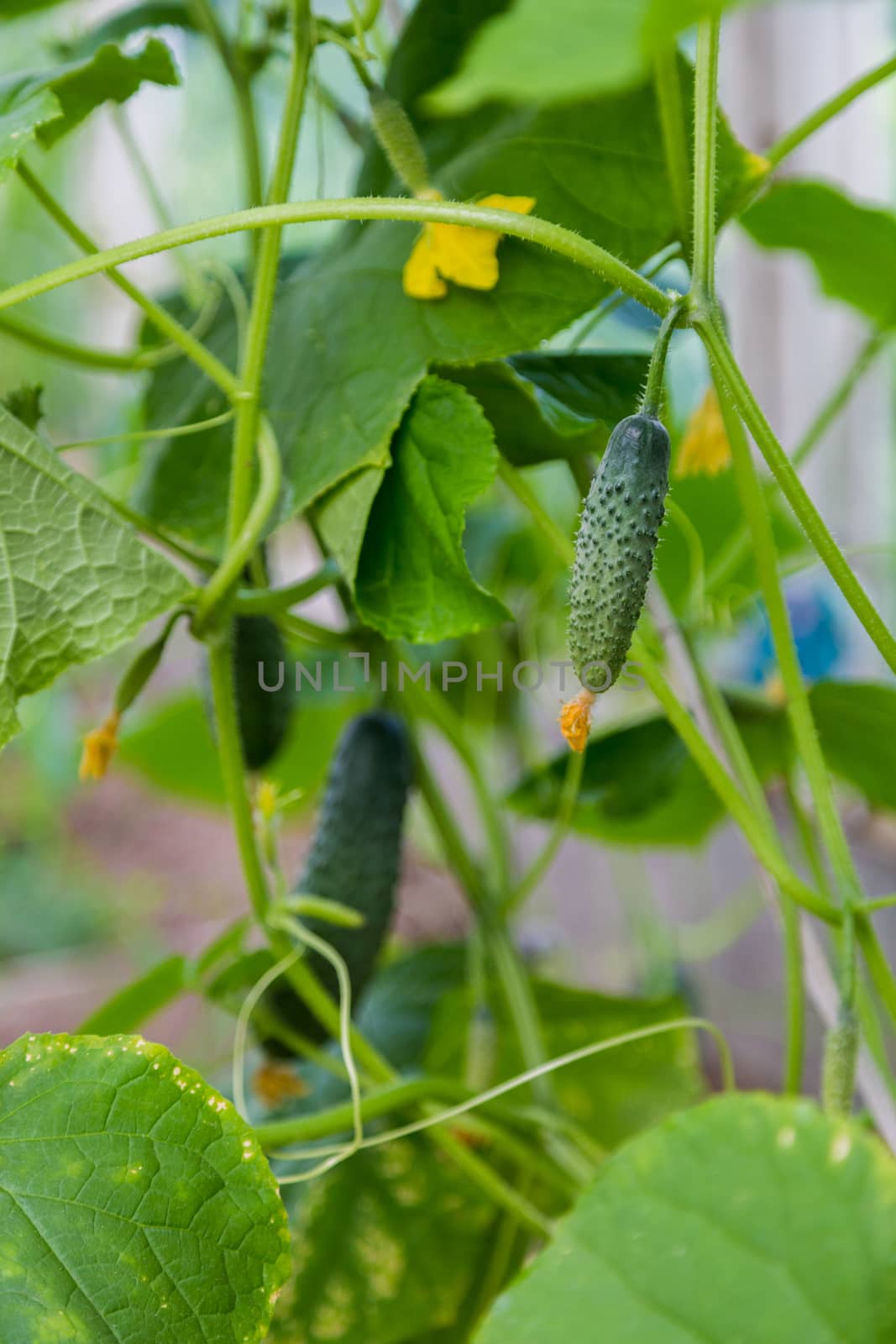 Green cucumber on a branch with yellow flowers.