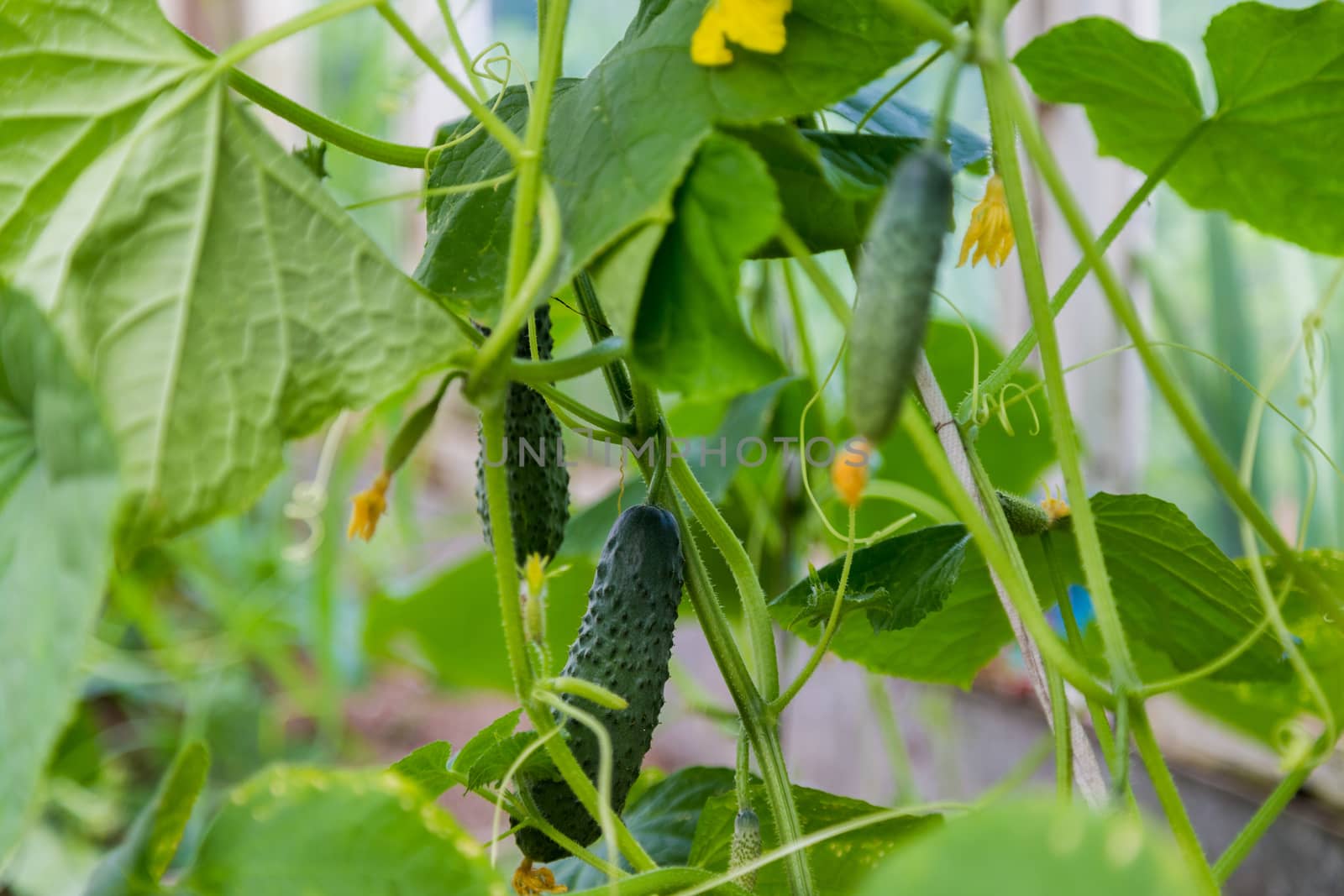 Green cucumber on a branch with yellow flowers by galinasharapova