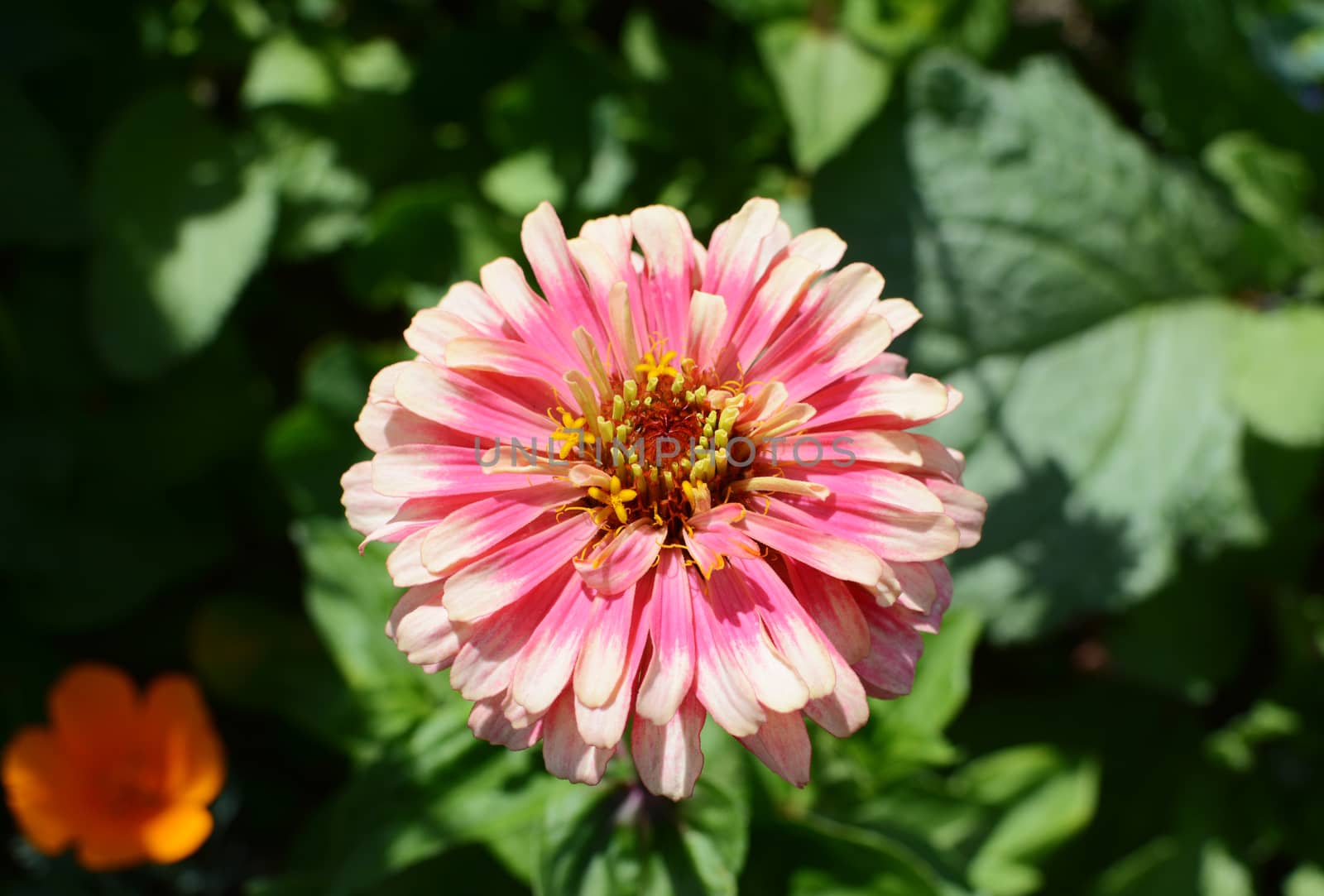 Pink Zinnia Whirligig flower against a green foliage background, zinnia elegans