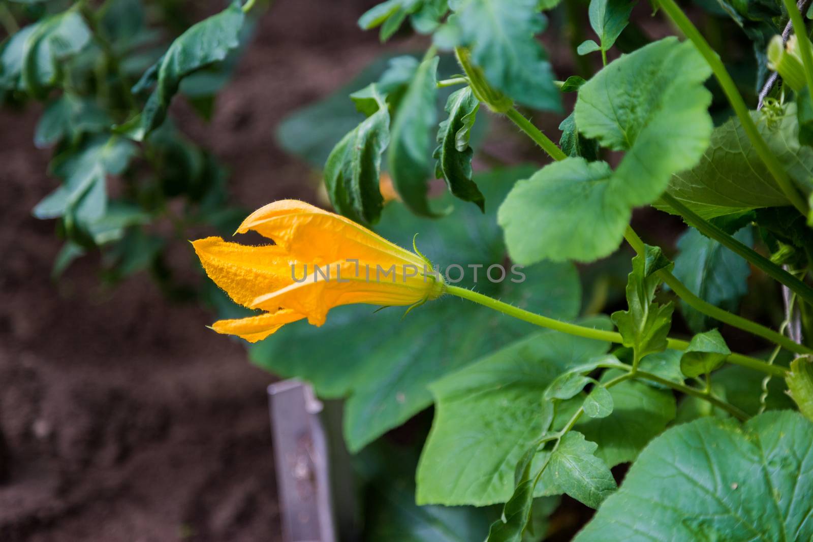 Young pumpkin in the garden. Yellow pumpkin flower. Eco Agriculture. Permaculture cultivation of melons.