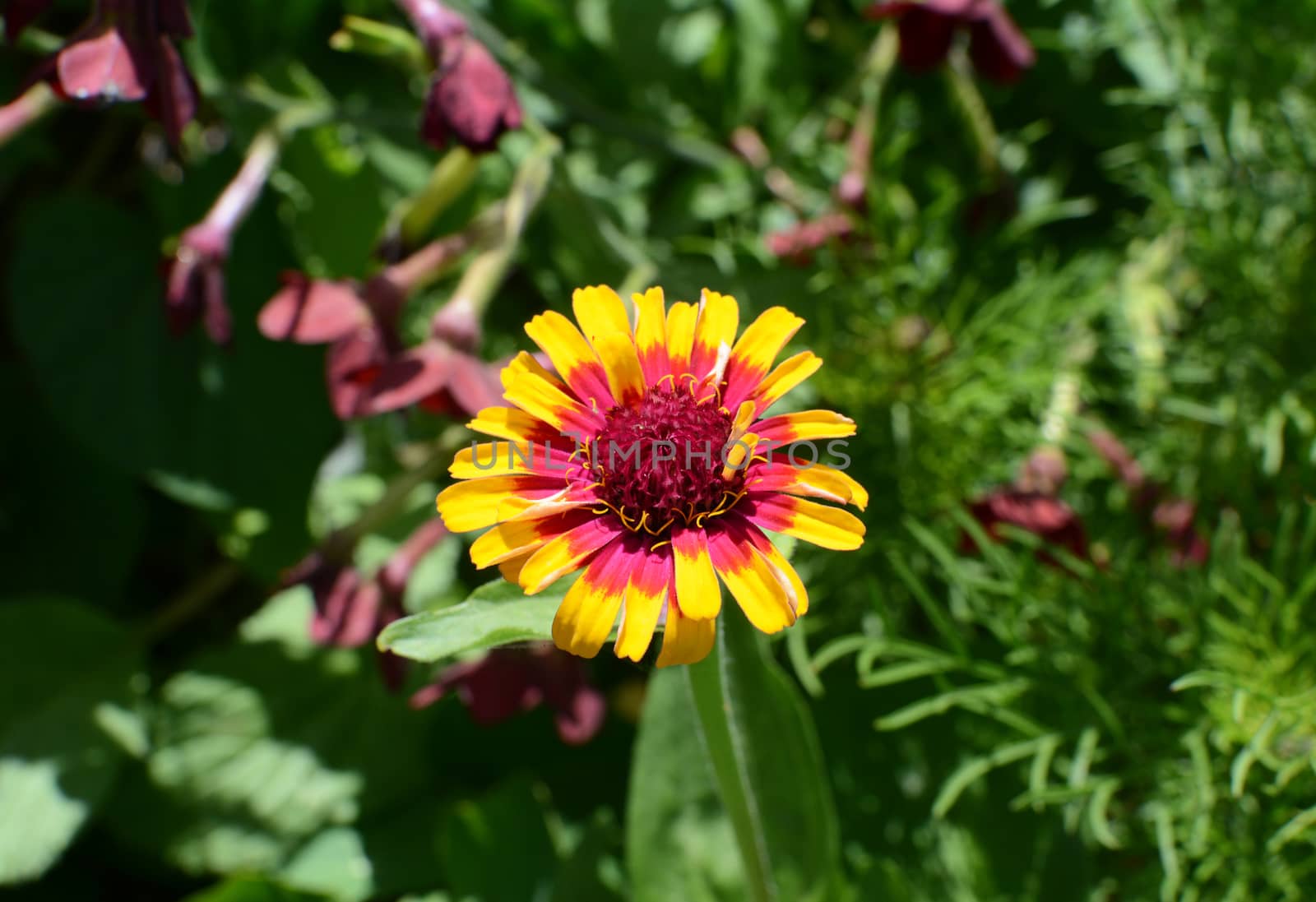 Brightly coloured yellow and pink Zinnia Whirligig growing in a lush flower bed