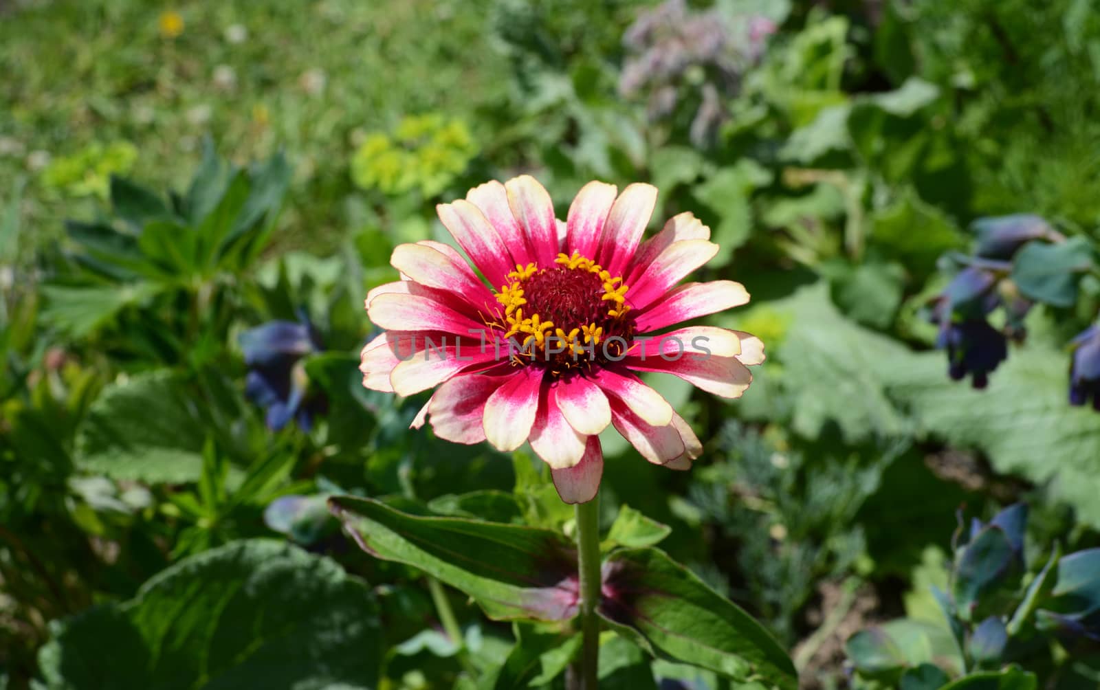 Zinnia Whirligig flower with multicoloured pink petals, blooming against a lush garden background