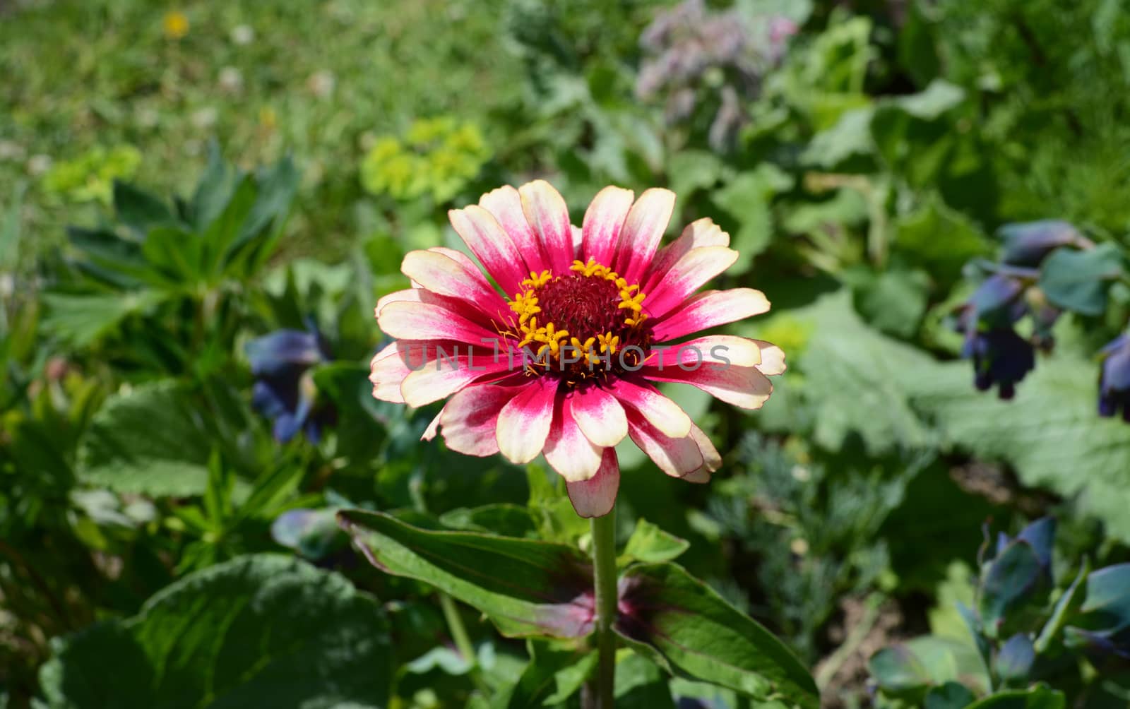 Zinnia Whirligig flower with multicoloured pink petals, blooming against a lush garden background
