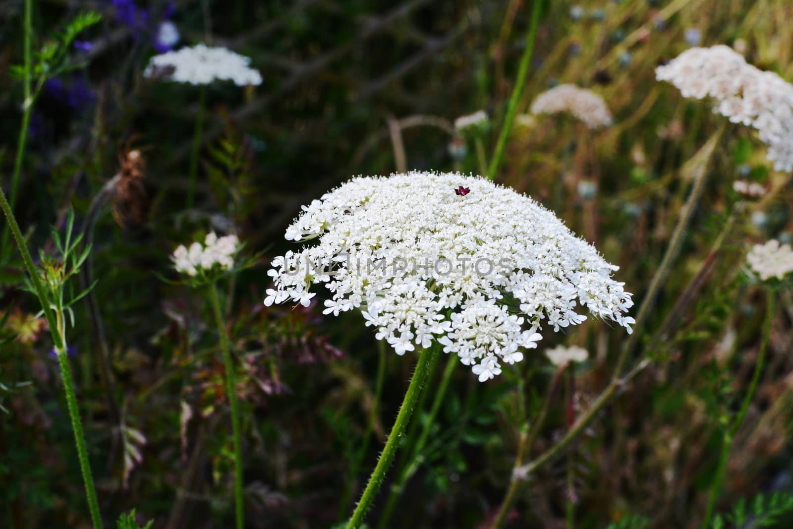 Cow parsley, or wild chervil - umbel cluster of delicate small white flowers, growing wild as a weed in a flower garden - Anthriscus sylvestris