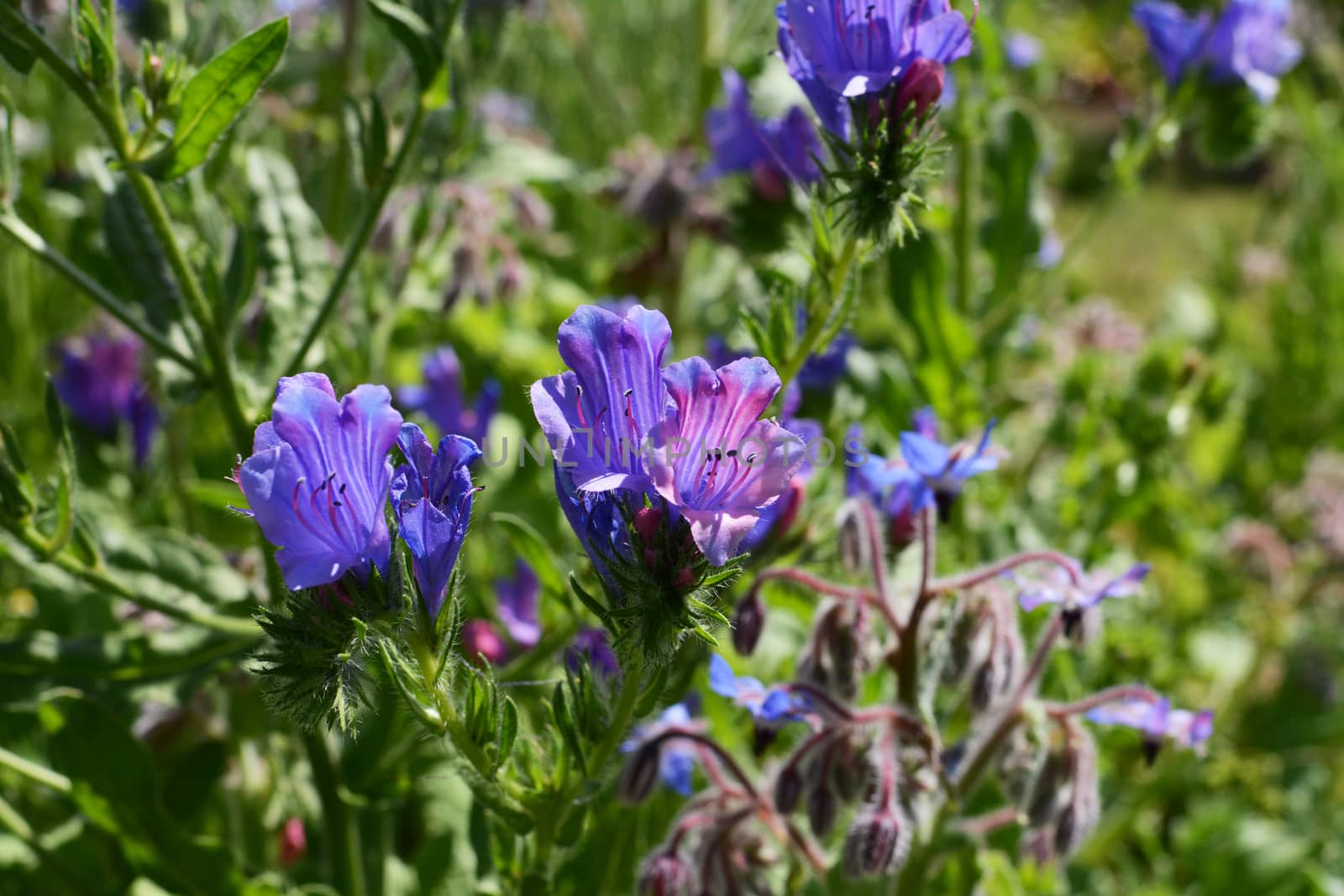 Close-up of vivid blue viper's bugloss flowers, a wildflower with hairy green foliage