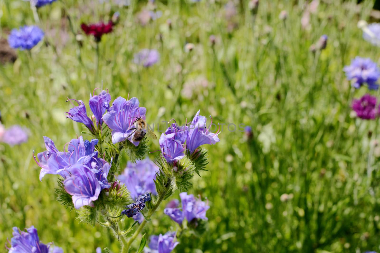 Close-up of a shrill carder bee gathering nectar and pollen from blue viper's bugloss flowers; copy space on wildflowers