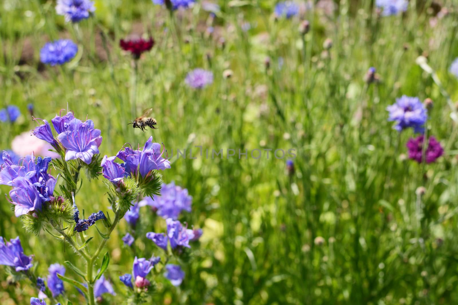 Shrill carder bee flying above viper's bugloss flowers - copy space on cornflowers in the background