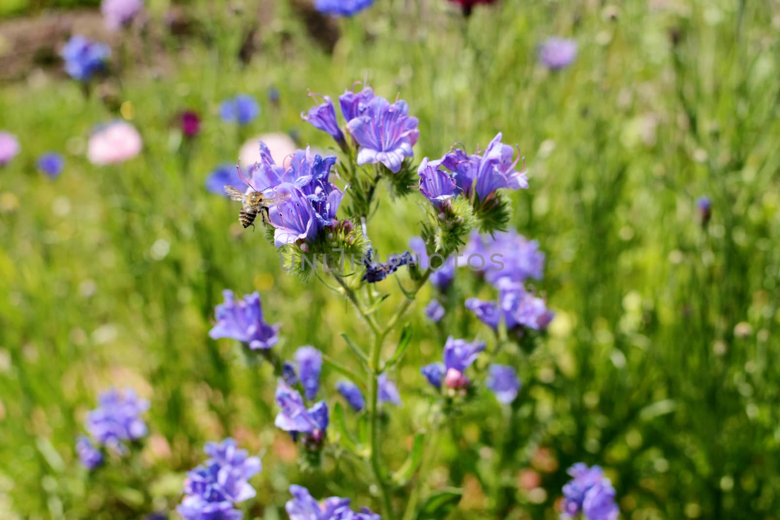 Shrill carder bee, bombus sylvarum, landing on a blue viper's bugloss flower in a wildflower garden