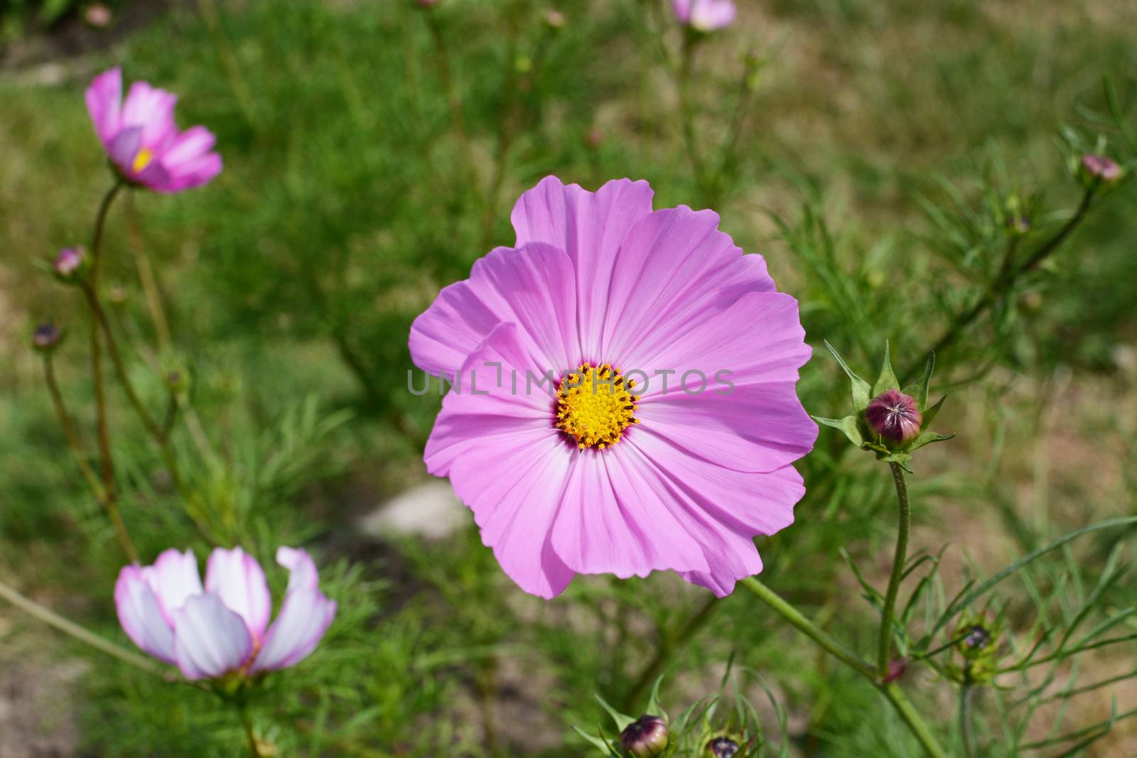 Large pink cosmos flower - Dwarf Sensation, cosmos bipinnatus - in selective focus in a sunny garden