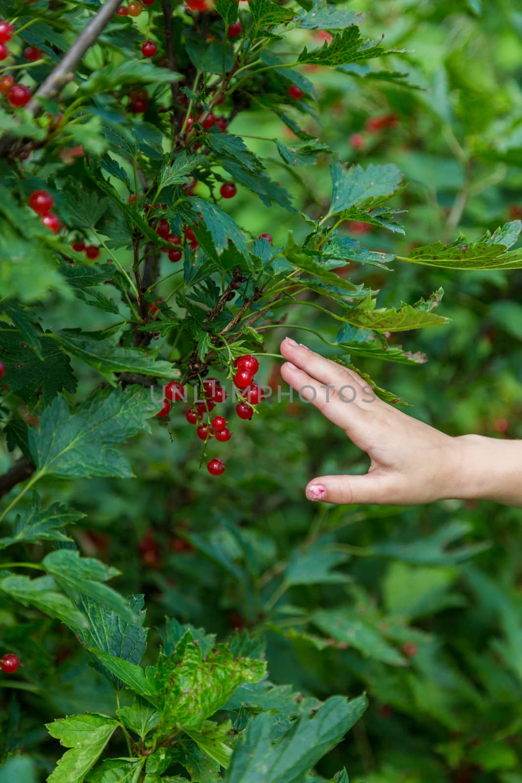 Female hands holding handful of ripe juicy red currant berries by galinasharapova