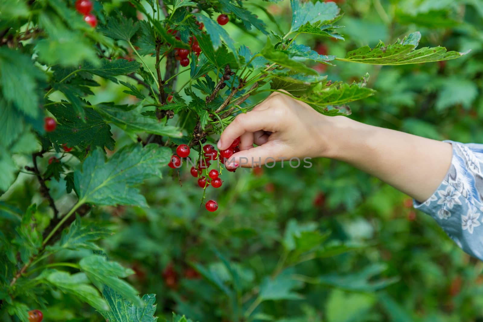 Female hands holding handful of ripe juicy red currant berries by galinasharapova