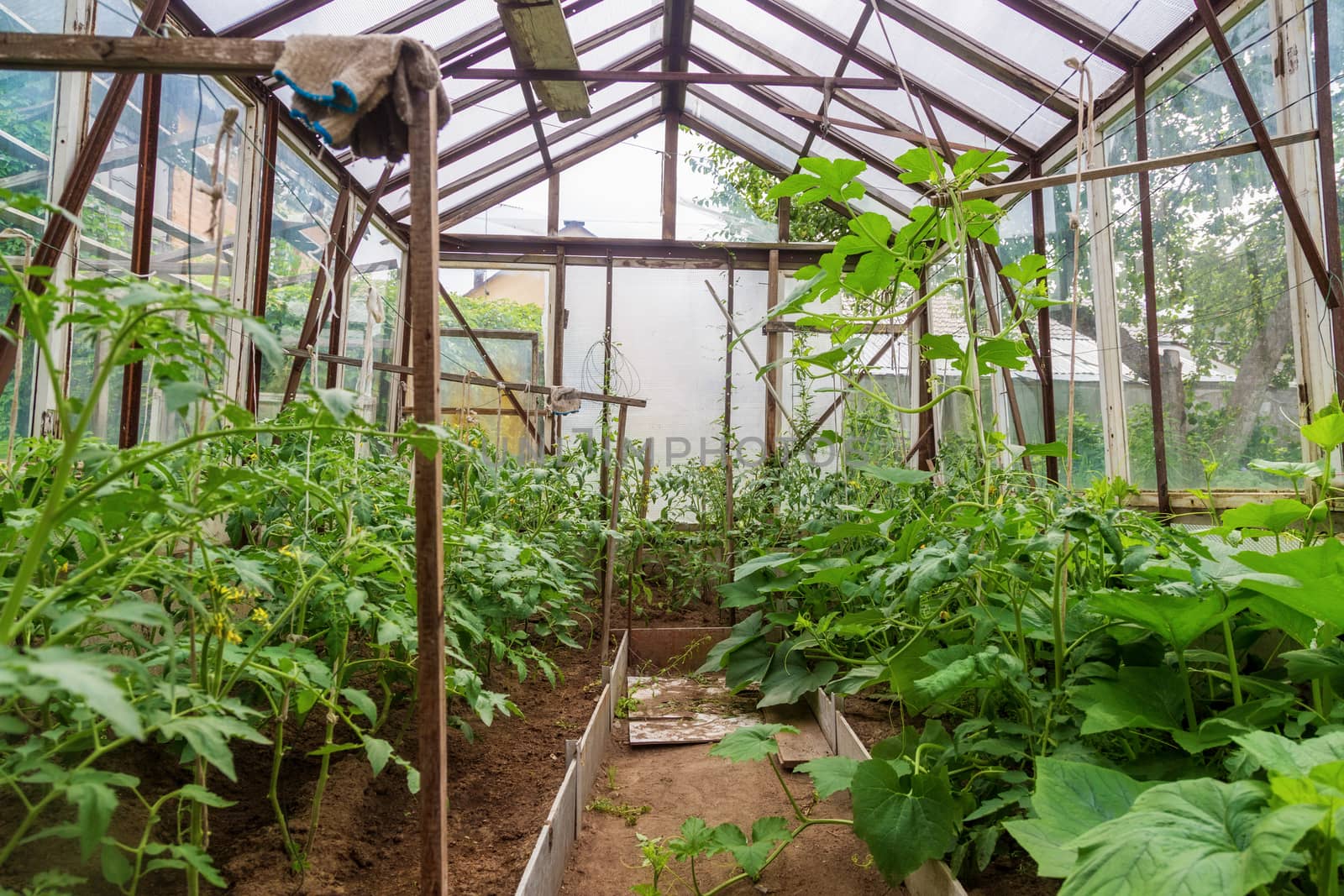 curly pumpkin lashes in the greenhouse of a country house. Pumpkin seedlings in the beds