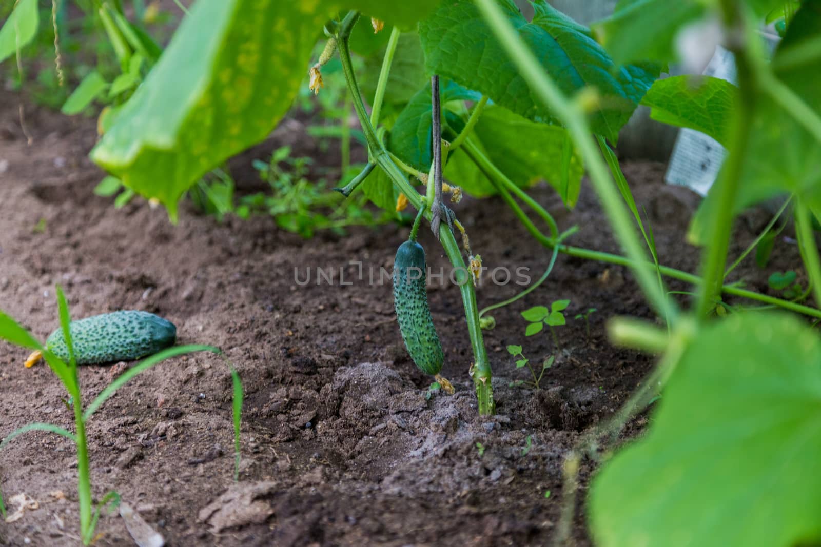 Green cucumber on a branch with yellow flowers by galinasharapova