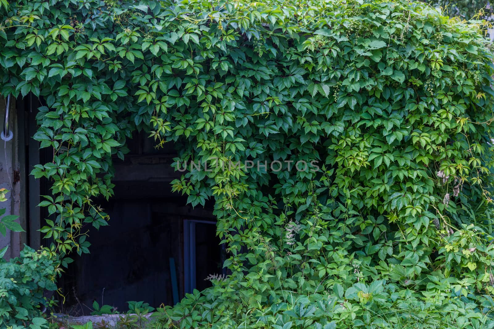 background Wild green grapes on the wall by galinasharapova