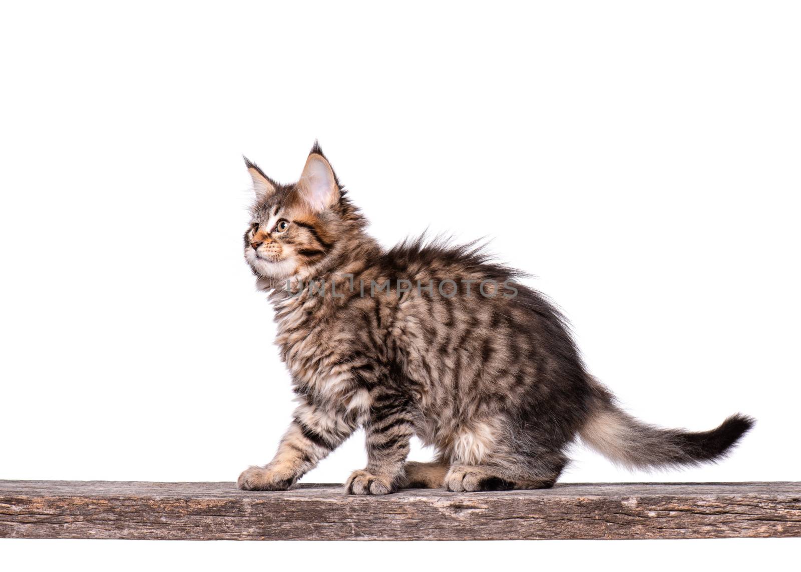 Fluffy beautiful black tabby Maine Coon kitten. Cat isolated on white background. Portrait of beautiful domestic kitty on old wooden stick.