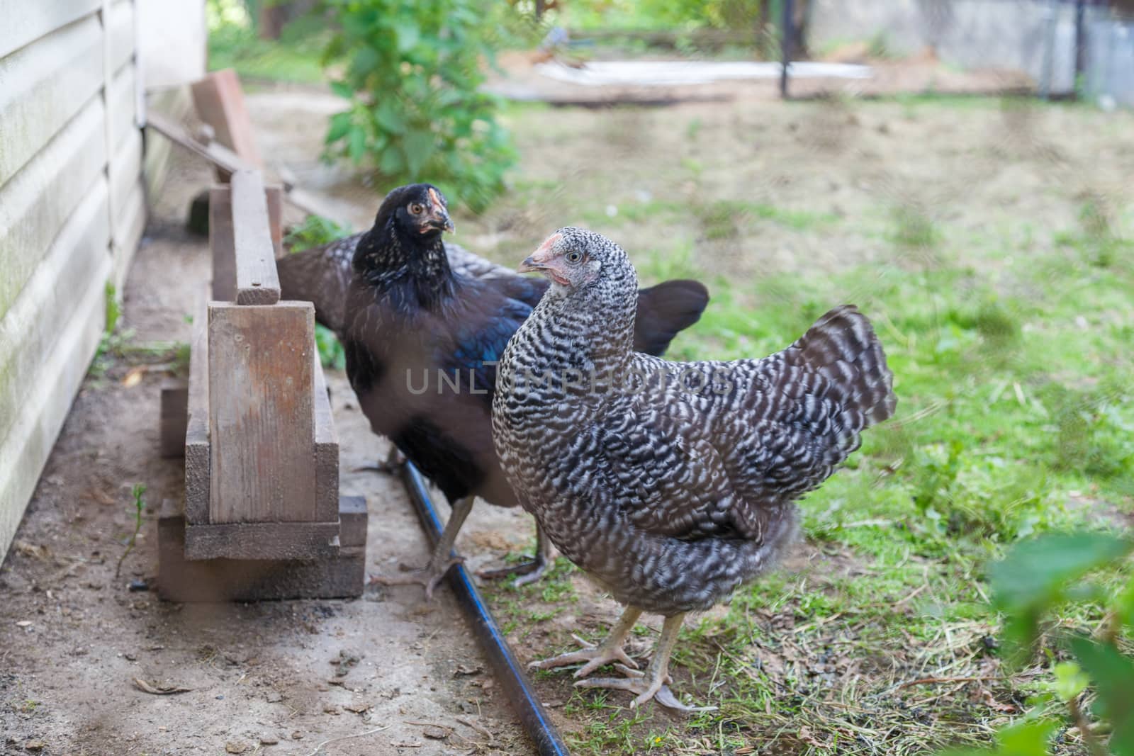 Chickens walk in the pen. Beautiful gray, beige and black hens behind the net. Homemade chicken