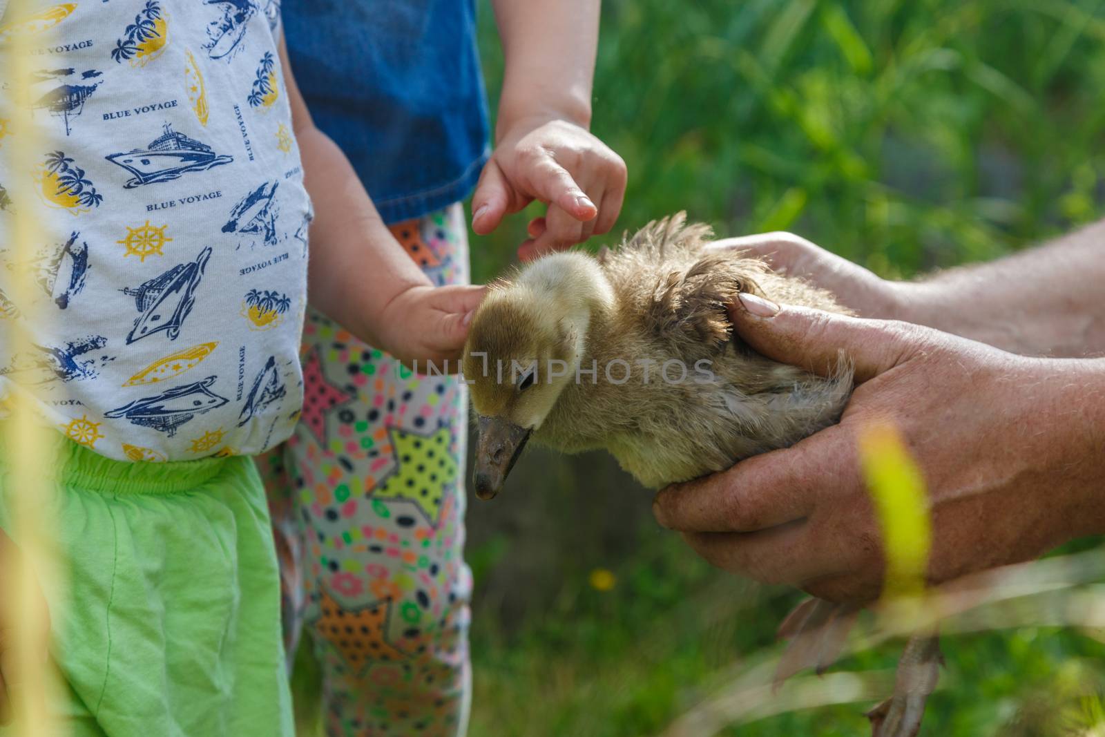 An elderly man holds a small goose in his hands, a little boy gently strokes his feathers