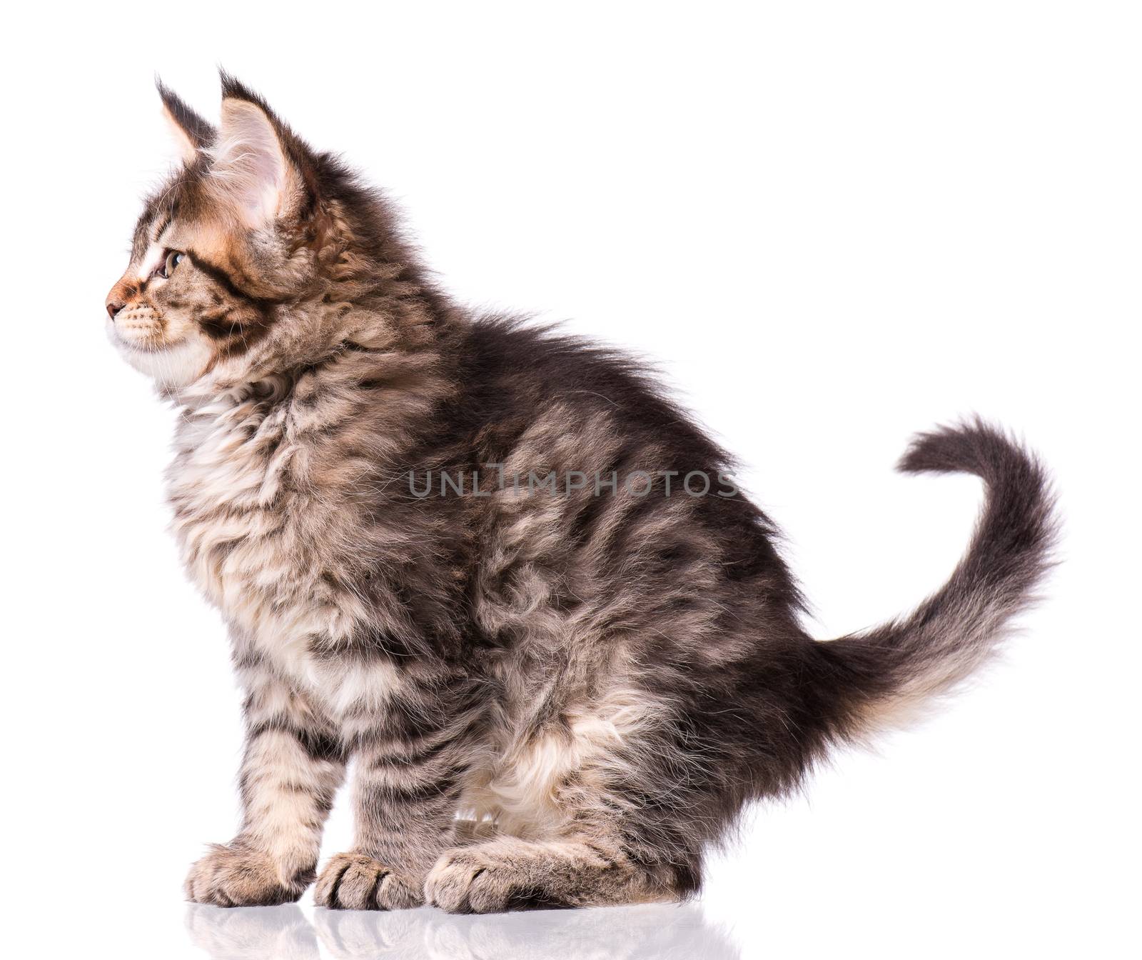 Maine Coon kitten 2 months old. Cat isolated on white background. Portrait of beautiful domestic kitty.