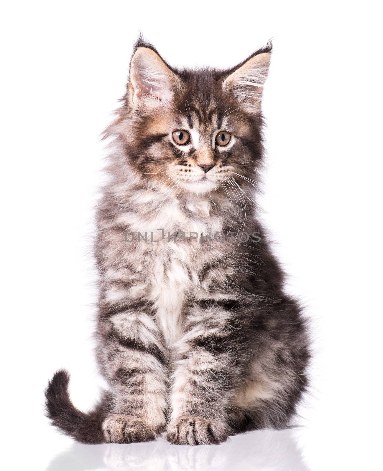 Maine Coon kitten on white by fotostok_pdv