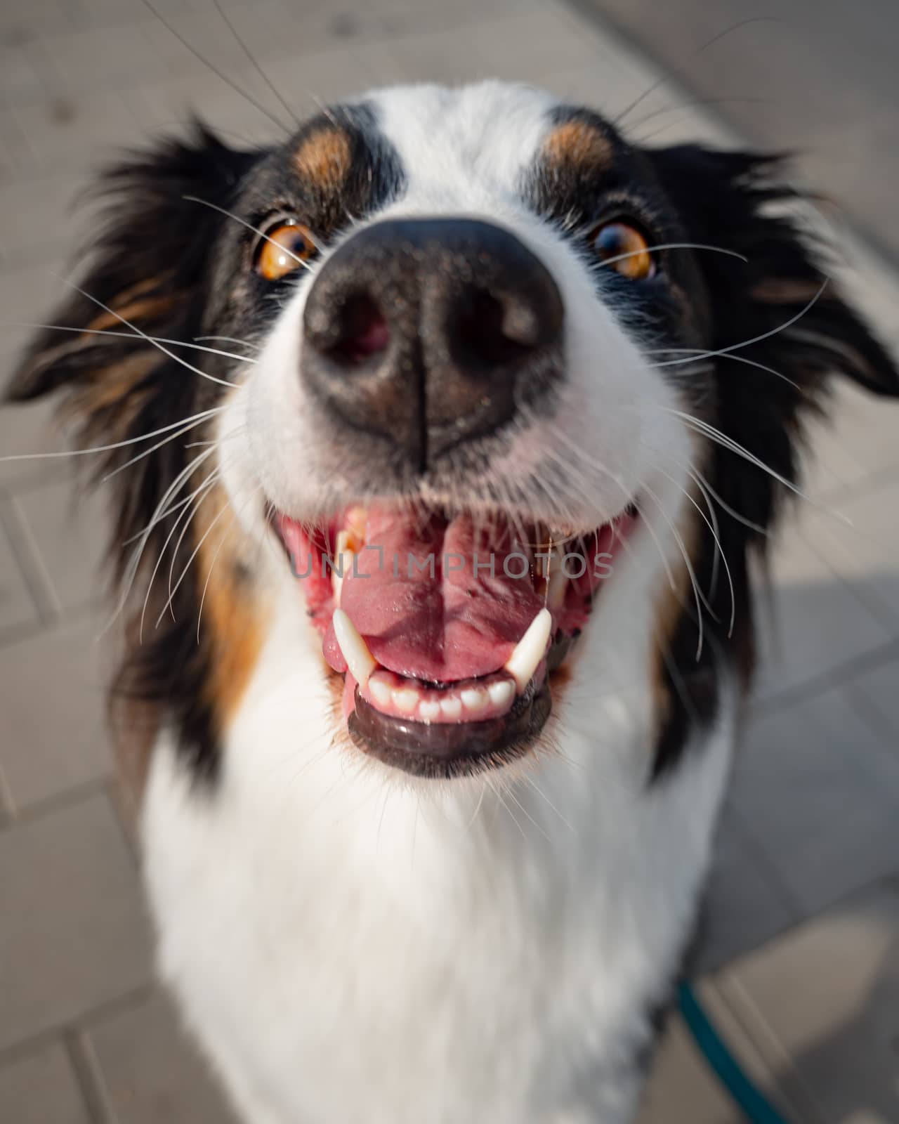 Portrait of Australian Shepherd dog while walking outdoors. Beautiful adult purebred Aussie Dog in the city.