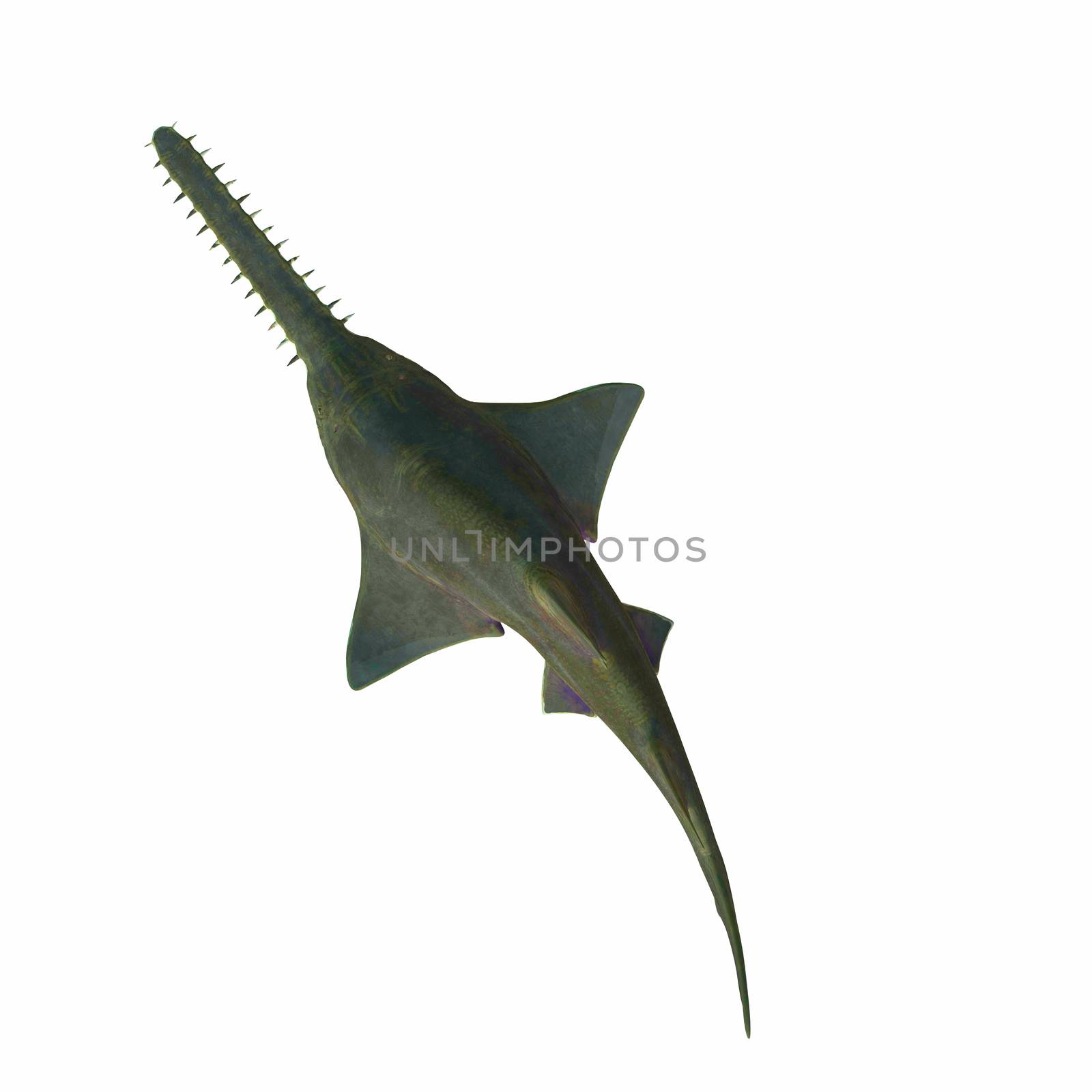 Onchopristis Sawfish Overview by Catmando