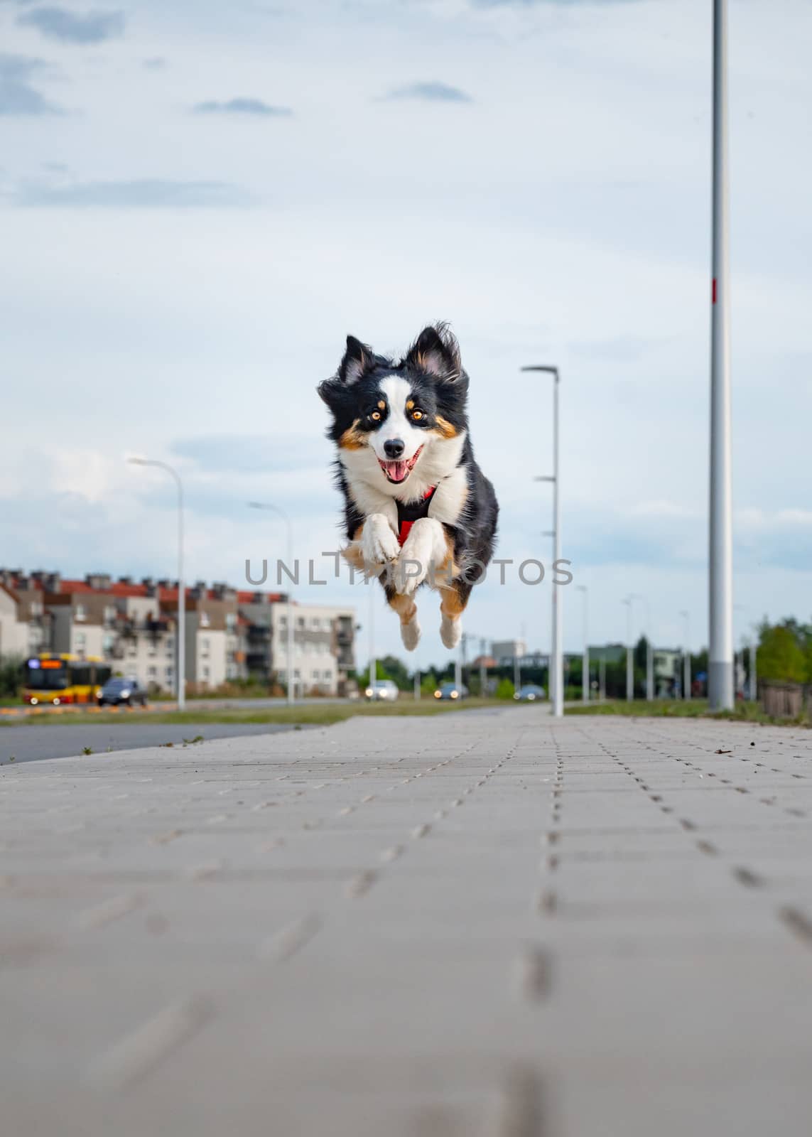 Portrait of happy run Australian Shepherd dog walking outdoors. Beautiful adult purebred Aussie Dog jump toward the camera.